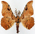  ( - CCDB-11874-H09)  @11 [ ] CreativeCommons - Attribution (2014) David Polluck Centre for Biodiversity Genomics
