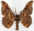  ( - CCDB-11874-H10)  @11 [ ] CreativeCommons - Attribution (2014) David Polluck Centre for Biodiversity Genomics