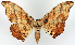  ( - CCDB-11874-H11)  @11 [ ] CreativeCommons - Attribution (2014) David Polluck Centre for Biodiversity Genomics