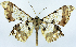  ( - CCDB-11875-A08)  @11 [ ] CreativeCommons - Attribution (2014) David Polluck Centre for Biodiversity Genomics