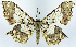  ( - CCDB-11875-A09)  @11 [ ] CreativeCommons - Attribution (2014) David Polluck Centre for Biodiversity Genomics