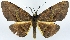  ( - CCDB-11875-B04)  @11 [ ] CreativeCommons - Attribution (2014) David Polluck Centre for Biodiversity Genomics