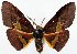  (Hypochrosis bifurcata - CCDB-11875-B05)  @11 [ ] CreativeCommons - Attribution (2014) David Polluck Centre for Biodiversity Genomics