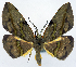  (Hypochrosis flexilinea - CCDB-11875-B07)  @11 [ ] CreativeCommons - Attribution (2014) David Polluck Centre for Biodiversity Genomics