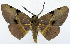  (Hypochrosis sp. 1 - CCDB-11875-B11)  @11 [ ] CreativeCommons - Attribution (2014) David Polluck Centre for Biodiversity Genomics