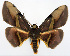 (Hypochrosis permeata - CCDB-11875-C01)  @11 [ ] CreativeCommons - Attribution (2014) David Polluck Centre for Biodiversity Genomics