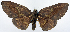 (Hypochrosis ruptifascia - CCDB-11875-C04)  @11 [ ] CreativeCommons - Attribution (2014) David Polluck Centre for Biodiversity Genomics