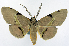  (Hypochrosis viridifascia - CCDB-11875-C05)  @11 [ ] CreativeCommons - Attribution (2014) David Polluck Centre for Biodiversity Genomics