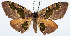 ( - CCDB-11875-C07)  @11 [ ] CreativeCommons - Attribution (2014) David Polluck Centre for Biodiversity Genomics