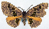  ( - CCDB-11875-C08)  @11 [ ] CreativeCommons - Attribution (2014) David Polluck Centre for Biodiversity Genomics