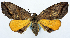  ( - CCDB-11875-D01)  @11 [ ] CreativeCommons - Attribution (2014) David Polluck Centre for Biodiversity Genomics
