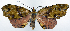  (Achrosis semirubra - CCDB-11875-D04)  @11 [ ] CreativeCommons - Attribution (2014) David Polluck Centre for Biodiversity Genomics