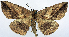  (Pseudomiza opaca - CCDB-11875-D10)  @11 [ ] CreativeCommons - Attribution (2014) David Polluck Centre for Biodiversity Genomics