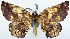  ( - CCDB-11875-E01)  @11 [ ] CreativeCommons - Attribution (2014) David Polluck Centre for Biodiversity Genomics