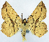  (Polyacme vagilinea - CCDB-11875-E02)  @11 [ ] CreativeCommons - Attribution (2014) David Polluck Centre for Biodiversity Genomics
