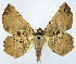 (Polyacme vagilinea ab. obsoleta - CCDB-11875-E04)  @11 [ ] CreativeCommons - Attribution (2014) David Polluck Centre for Biodiversity Genomics