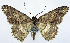  (Luxiaria inferna - CCDB-11875-G02)  @11 [ ] CreativeCommons - Attribution (2014) David Polluck Centre for Biodiversity Genomics
