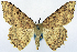  ( - CCDB-11875-G06)  @11 [ ] CreativeCommons - Attribution (2014) David Polluck Centre for Biodiversity Genomics
