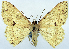  (Luxiaria subrasata - CCDB-11875-G07)  @11 [ ] CreativeCommons - Attribution (2014) David Polluck Centre for Biodiversity Genomics