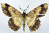  ( - CCDB-11875-G08)  @11 [ ] CreativeCommons - Attribution (2014) David Polluck Centre for Biodiversity Genomics