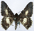  ( - CCDB-11875-G11)  @11 [ ] CreativeCommons - Attribution (2014) David Polluck Centre for Biodiversity Genomics