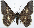  ( - CCDB-11875-G12)  @11 [ ] CreativeCommons - Attribution (2014) David Polluck Centre for Biodiversity Genomics