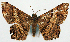  ( - CCDB-11875-H07)  @11 [ ] CreativeCommons - Attribution (2014) David Polluck Centre for Biodiversity Genomics