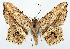  ( - CCDB-11875-H08)  @11 [ ] CreativeCommons - Attribution (2014) David Polluck Centre for Biodiversity Genomics
