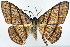  ( - CCDB-16669_B04)  @11 [ ] CreativeCommons - Attribution (2014) David Polluck Centre for Biodiversity Genomics
