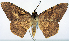  ( - CCDB-16669_B05)  @11 [ ] CreativeCommons - Attribution (2014) David Polluck Centre for Biodiversity Genomics