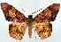  ( - CCDB-16669_B06)  @11 [ ] CreativeCommons - Attribution (2014) David Polluck Centre for Biodiversity Genomics