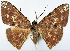  ( - CCDB-16669_B07)  @11 [ ] CreativeCommons - Attribution (2014) David Polluck Centre for Biodiversity Genomics