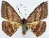  ( - CCDB-16669_B09)  @11 [ ] CreativeCommons - Attribution (2014) David Polluck Centre for Biodiversity Genomics
