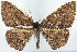  ( - CCDB-16669_C01)  @11 [ ] CreativeCommons - Attribution (2014) David Polluck Centre for Biodiversity Genomics