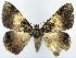  ( - CCDB-11877_B12)  @11 [ ] CreativeCommons - Attribution (2014) David Polluck Centre for Biodiversity Genomics