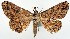  ( - CCDB-21786-C03_NGS)  @11 [ ] CreativeCommons - Attribution Non-Commercial Share-Alike (2015) David Polluck Smithsonian Institution