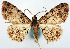  ( - CCDB-11877_A01)  @11 [ ] CreativeCommons - Attribution (2014) David Polluck Centre for Biodiversity Genomics