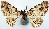  ( - CCDB-11877_A02)  @11 [ ] CreativeCommons - Attribution (2014) David Polluck Centre for Biodiversity Genomics