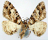  ( - CCDB-11877_A04)  @11 [ ] CreativeCommons - Attribution (2014) David Polluck Centre for Biodiversity Genomics