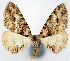  ( - CCDB-11877_A05)  @11 [ ] CreativeCommons - Attribution (2014) David Polluck Centre for Biodiversity Genomics