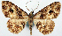  (Myrioblephara transcendens - CCDB-11877_A11)  @11 [ ] CreativeCommons - Attribution (2014) David Polluck Centre for Biodiversity Genomics