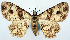  ( - CCDB-11877_B04)  @11 [ ] CreativeCommons - Attribution (2014) David Polluck Centre for Biodiversity Genomics