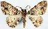  (Myrioblephara vivida - CCDB-11877_B07)  @11 [ ] CreativeCommons - Attribution (2014) David Polluck Centre for Biodiversity Genomics