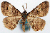  (Myrioblephara sp. 05 - CCDB-11877_C03)  @11 [ ] CreativeCommons - Attribution (2014) David Polluck Centre for Biodiversity Genomics