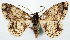  (Myrioblephara sp. 08 - CCDB-11877_C05)  @11 [ ] CreativeCommons - Attribution (2014) David Polluck Centre for Biodiversity Genomics