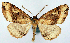  (Psilalcis distanticlara - CCDB-11877_D10)  @11 [ ] CreativeCommons - Attribution (2014) David Polluck Centre for Biodiversity Genomics