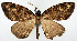  (Psilalcis indistincta - CCDB-11877_E05)  @11 [ ] CreativeCommons - Attribution (2014) David Polluck Centre for Biodiversity Genomics