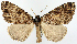  ( - CCDB-11877_F04)  @11 [ ] CreativeCommons - Attribution (2014) David Polluck Centre for Biodiversity Genomics
