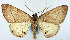  (Psilalcis sp. 1 - CCDB-11877_G09)  @11 [ ] CreativeCommons - Attribution (2014) David Polluck Centre for Biodiversity Genomics