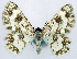  ( - CCDB-11876-F08)  @11 [ ] CreativeCommons - Attribution (2014) David Polluck Centre for Biodiversity Genomics